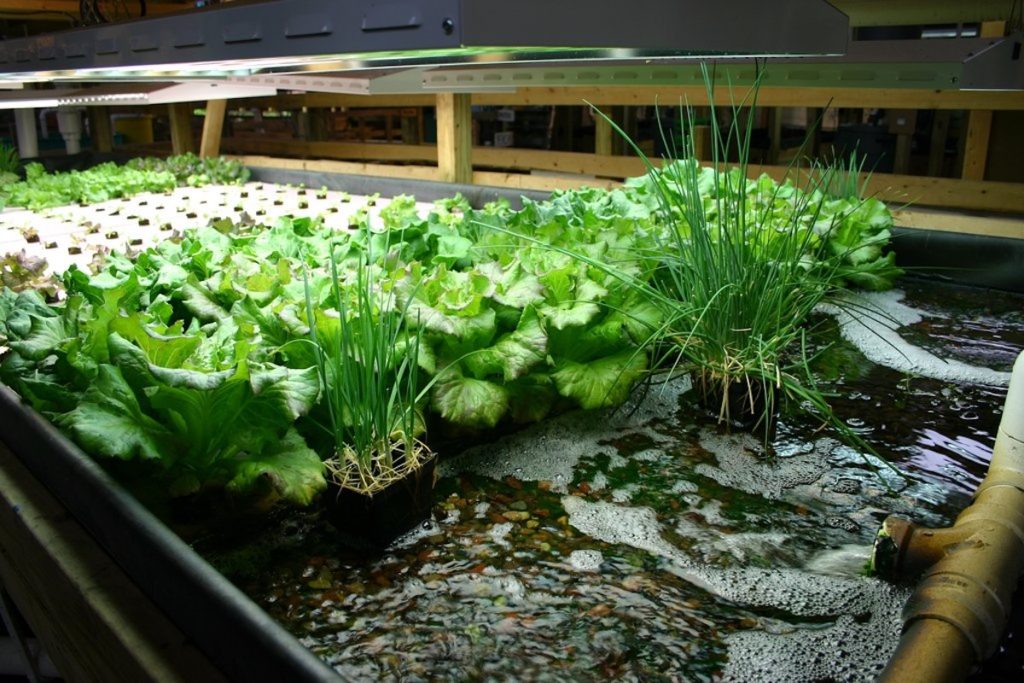 mô hình aquaponic nuôi cá trồng rau tại nhà