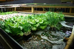 mô hình aquaponic nuôi cá trồng rau tại nhà