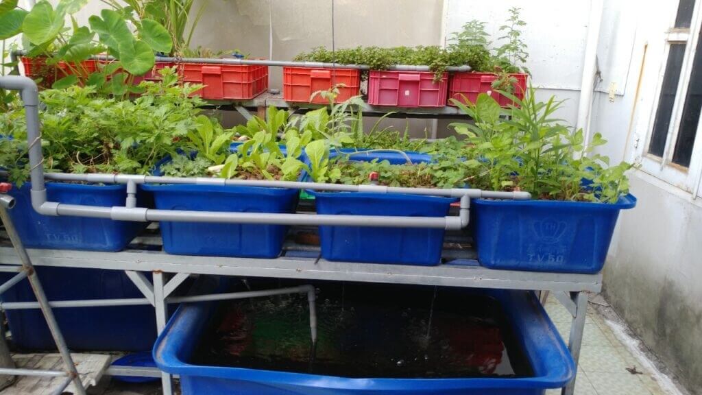 mô hình aquaponic xử dụng thùng xốp/khay nhựa
