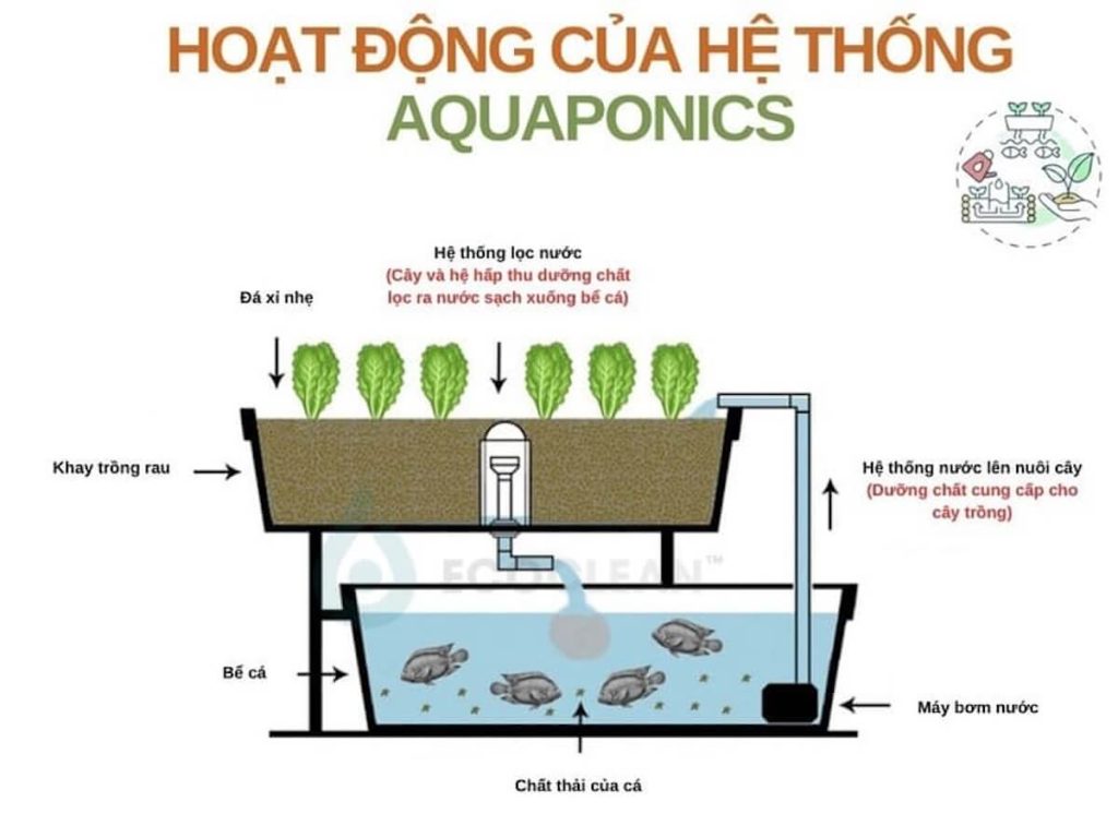 nguyên tắc hoạt động của mô hình aquaponic