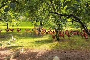 nông nghiệp tuần hoàn khép kín