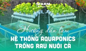 mô hình aquaponic từ ống nhựa PVC
