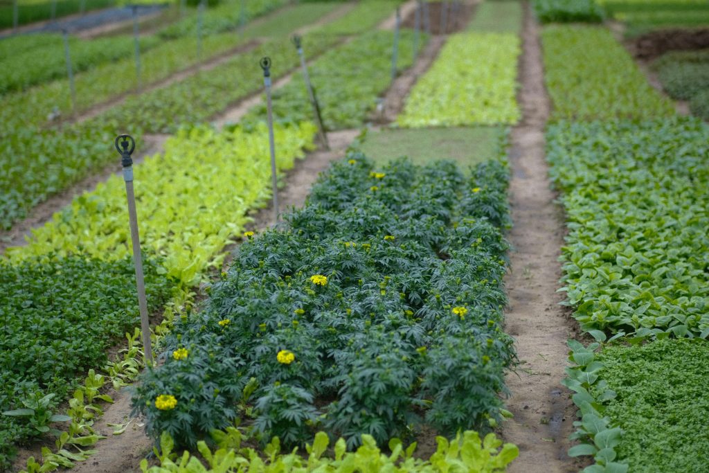 Banner website chia sẻ kiến thức nông nghiệp, mô hình sản xuất và kỹ thuật canh tác hiệu quả tại Nhanong.org