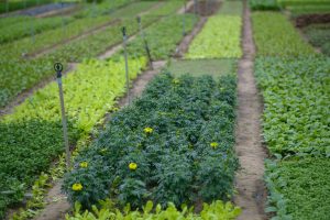 Banner website chia sẻ kiến thức nông nghiệp, mô hình sản xuất và kỹ thuật canh tác hiệu quả tại Nhanong.org