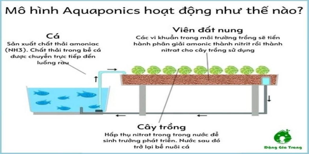 aquaponic