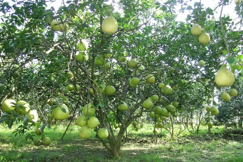nông nghiệp trồng trọt