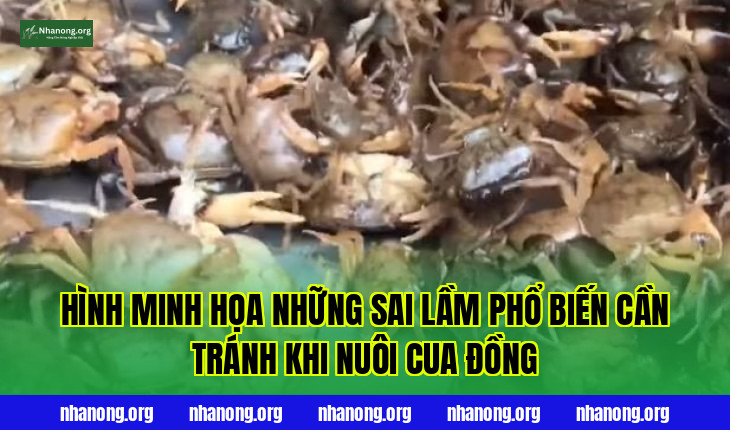 Hình minh họa những sai lầm phổ biến cần tránh khi nuôi cua đồng