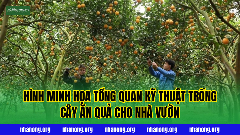 Hình minh họa tổng quan kỹ thuật trồng cây ăn quả cho nhà vườn