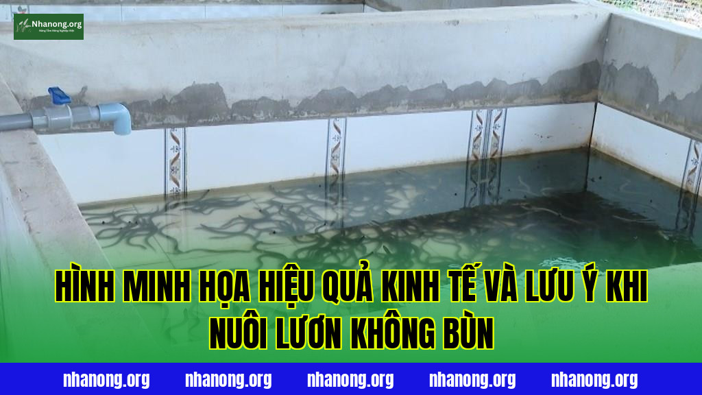 Hình minh họa hiệu quả kinh tế và lưu ý khi nuôi lươn không bùn