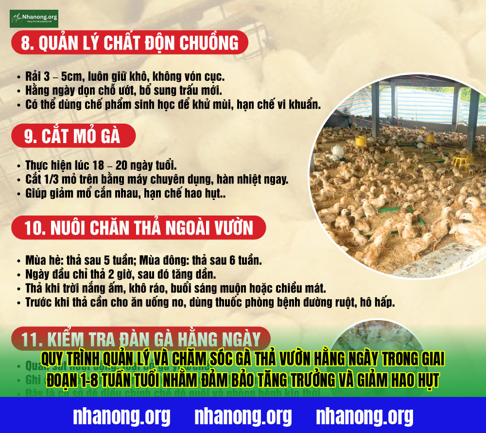 Quy trình quản lý và chăm sóc gà thả vườn hằng ngày trong giai đoạn 1–8 tuần tuổi nhằm đảm bảo tăng trưởng và giảm hao hụt