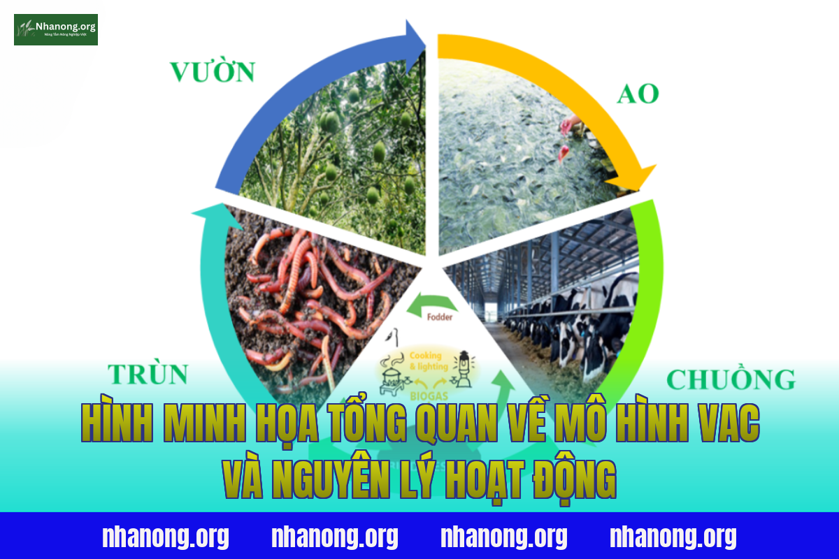 Hình minh họa tổng quan về mô hình VAC và nguyên lý hoạt động