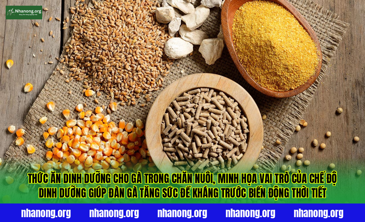 Thức ăn dinh dưỡng cho gà trong chăn nuôi, minh họa vai trò của chế độ dinh dưỡng giúp đàn gà tăng sức đề kháng trước biến động thời tiết