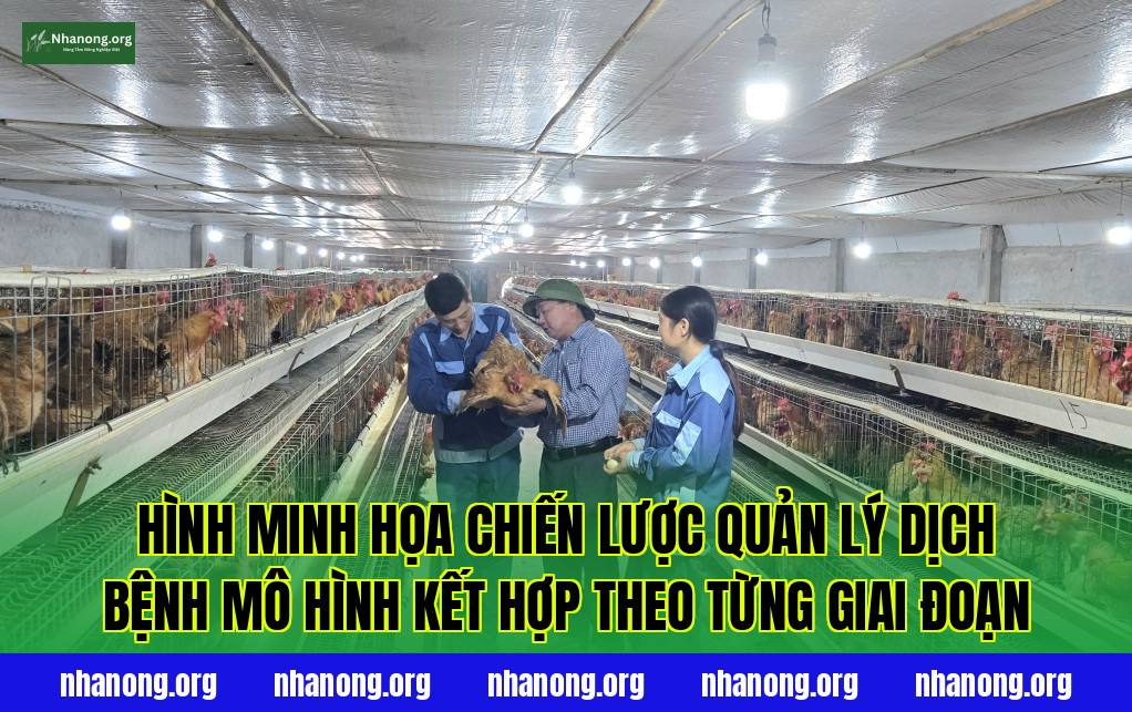 Hình minh họa chiến lược quản lý dịch bệnh mô hình kết hợp theo từng giai đoạn