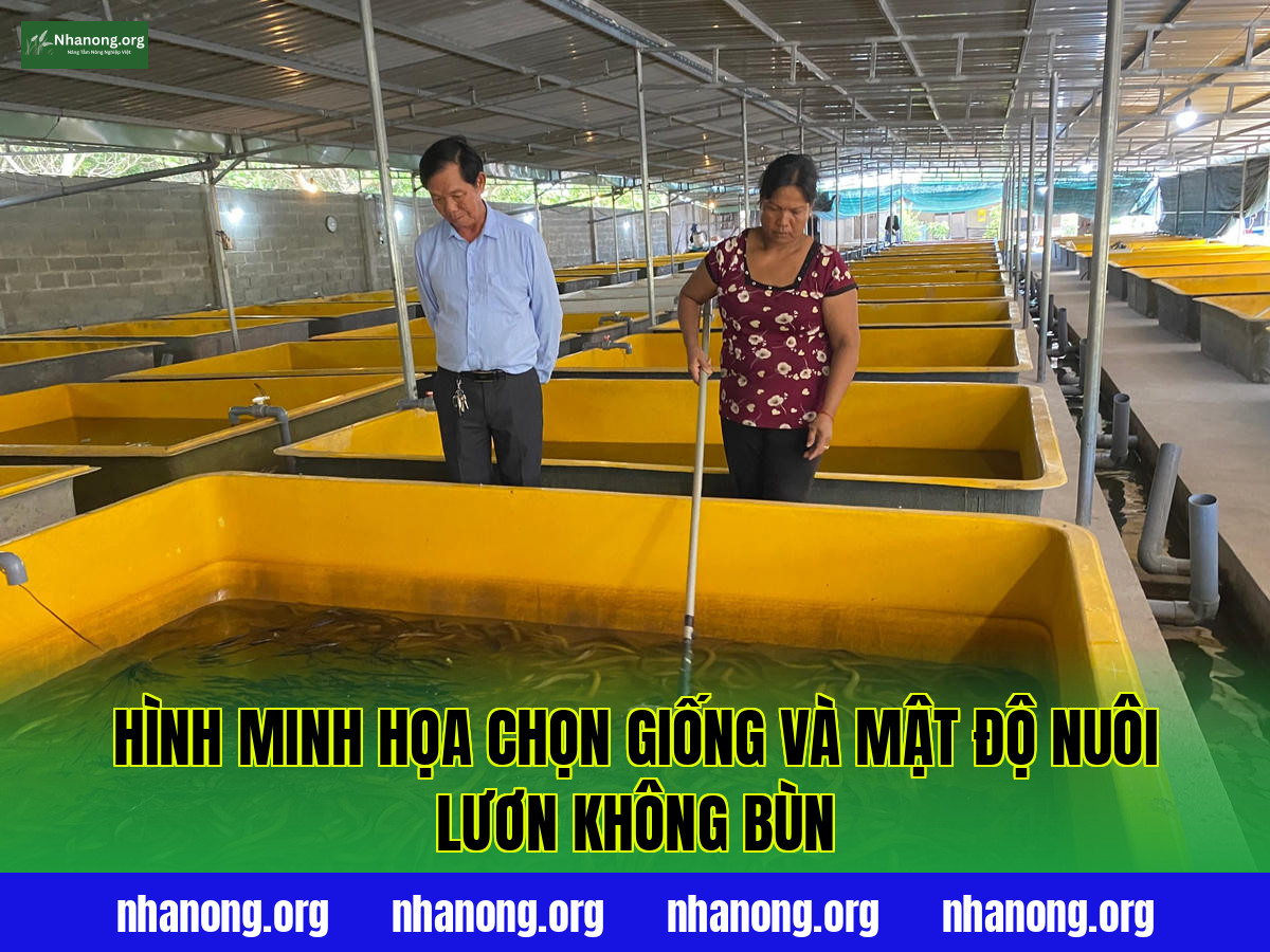 Hình minh họa chọn giống và mật độ nuôi lươn không bùn