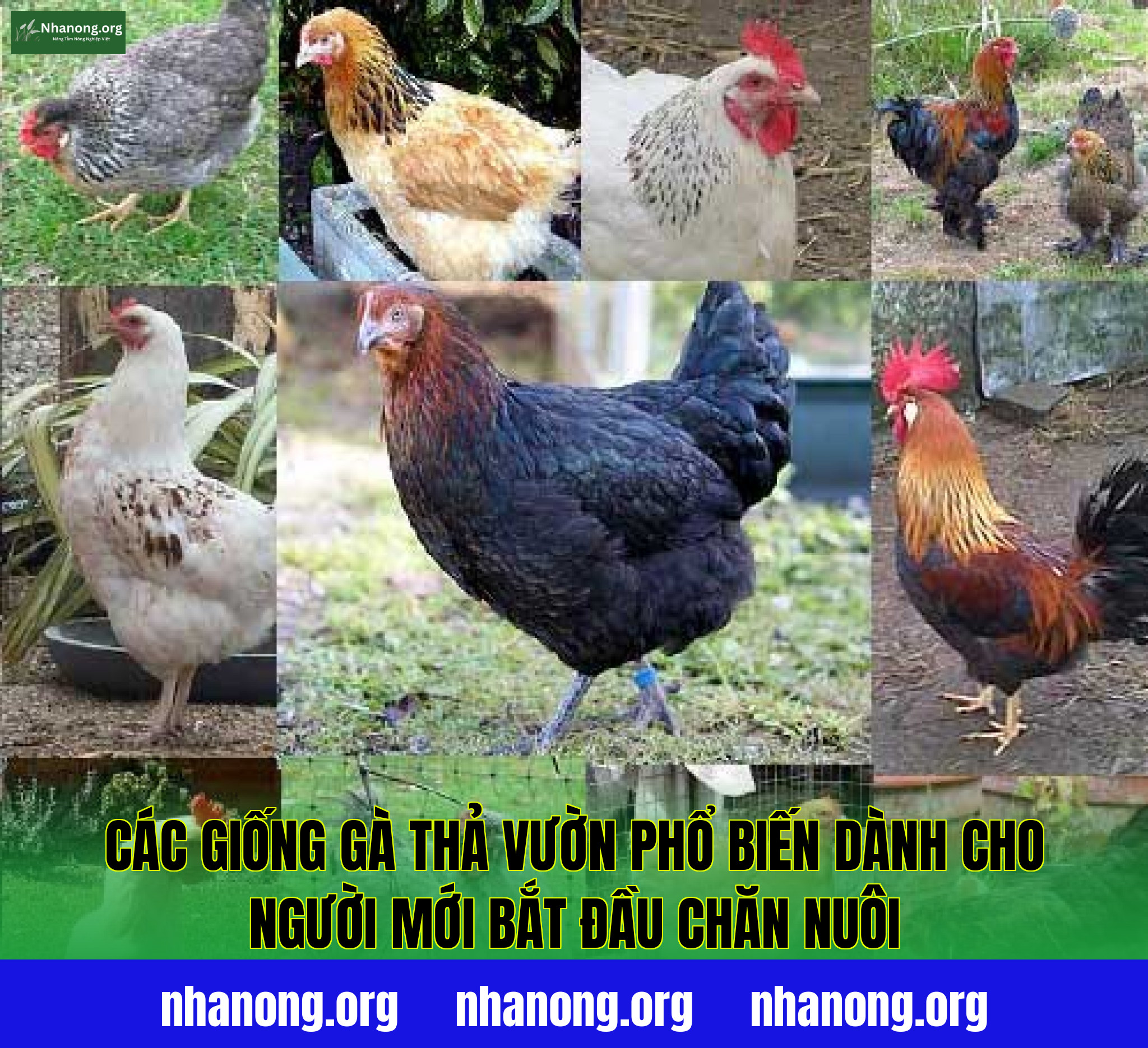 Các giống gà thả vườn phổ biến dành cho người mới bắt đầu chăn nuôi