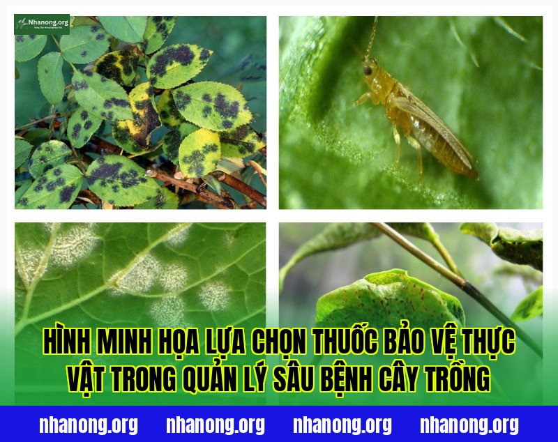 Hình minh họa lựa chọn thuốc bảo vệ thực vật trong quản lý sâu bệnh cây trồng