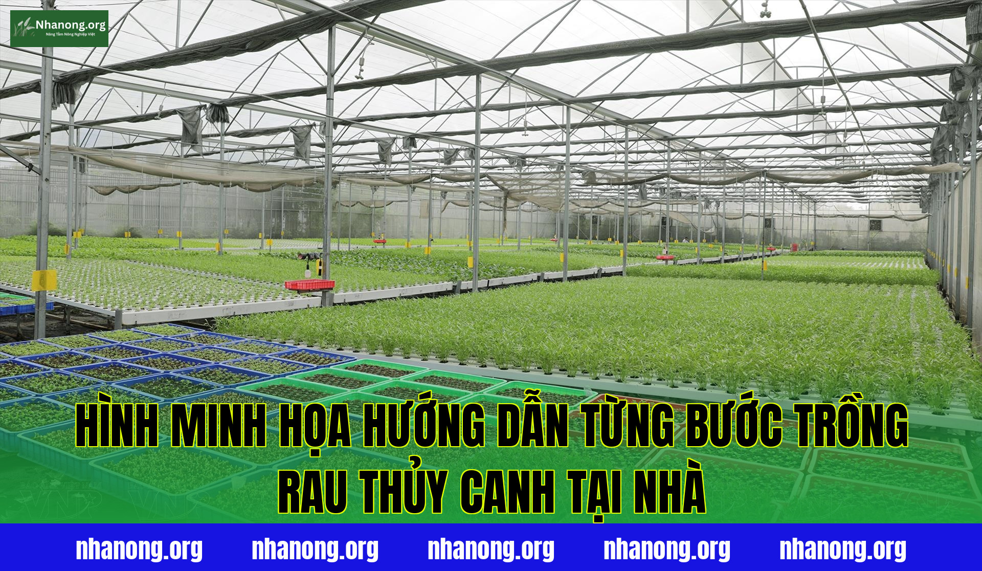Hình minh họa hướng dẫn từng bước trồng rau thủy canh tại nhà