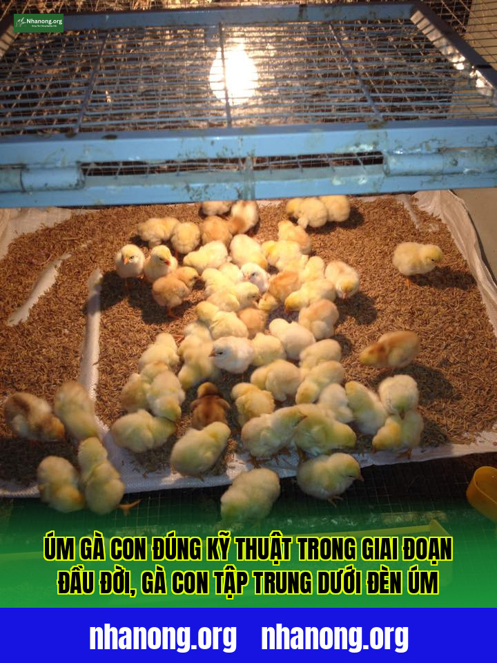Úm gà con đúng kỹ thuật trong giai đoạn đầu đời, gà con tập trung dưới đèn úm