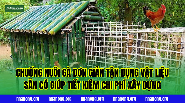Chuồng nuôi gà đơn giản tận dụng vật liệu sẵn có giúp tiết kiệm chi phí xây dựng