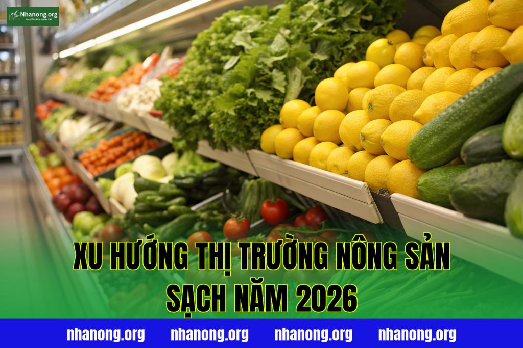 Xu Hướng Thị Trường Nông Sản Sạch Năm 2026