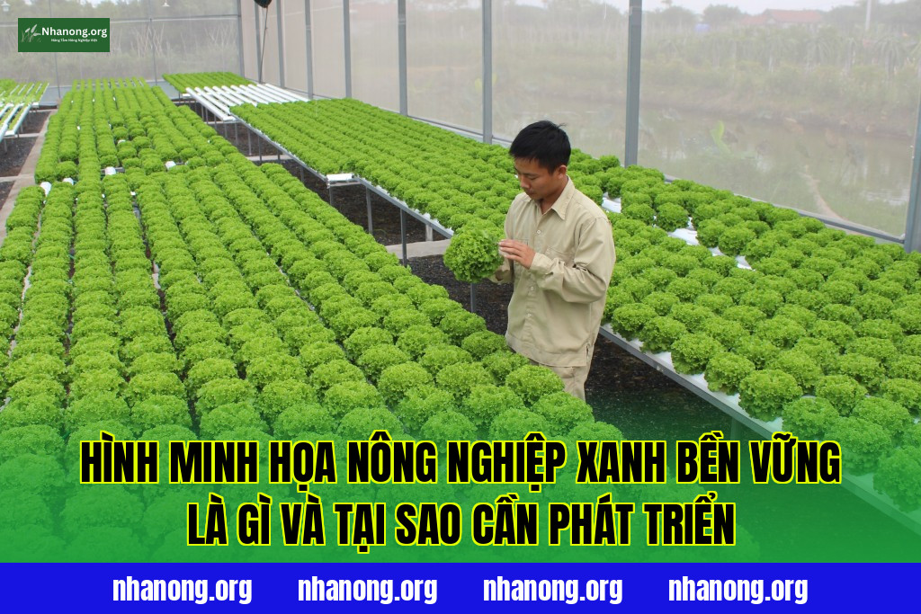 Hình minh họa nông nghiệp xanh bền vững là gì và tại sao cần phát triển