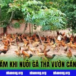 7 Sai Lầm Khi Nuôi Gà Thả Vườn Cần Tránh