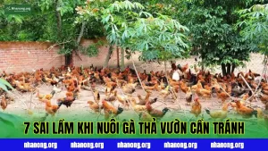 7 Sai Lầm Khi Nuôi Gà Thả Vườn Cần Tránh