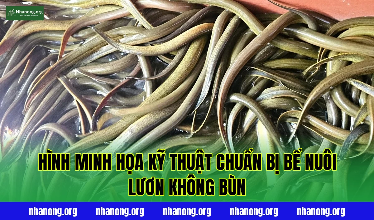 Hình minh họa kỹ thuật chuẩn bị bể nuôi lươn không bùn