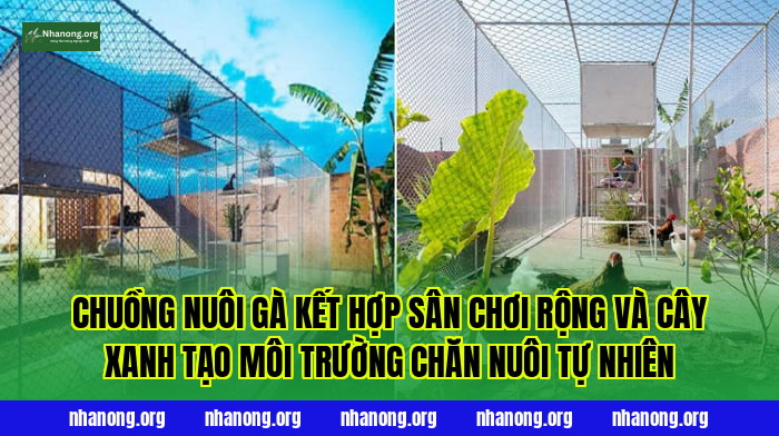 Chuồng nuôi gà kết hợp sân chơi rộng và cây xanh tạo môi trường chăn nuôi tự nhiên