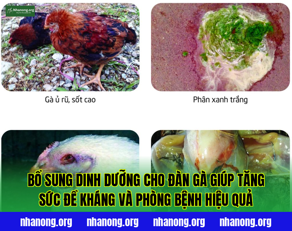 Bổ sung dinh dưỡng cho đàn gà giúp tăng sức đề kháng và phòng bệnh hiệu quả