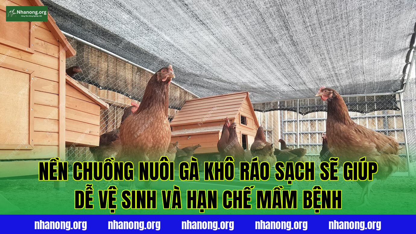 Nền chuồng nuôi gà khô ráo sạch sẽ giúp dễ vệ sinh và hạn chế mầm bệnh