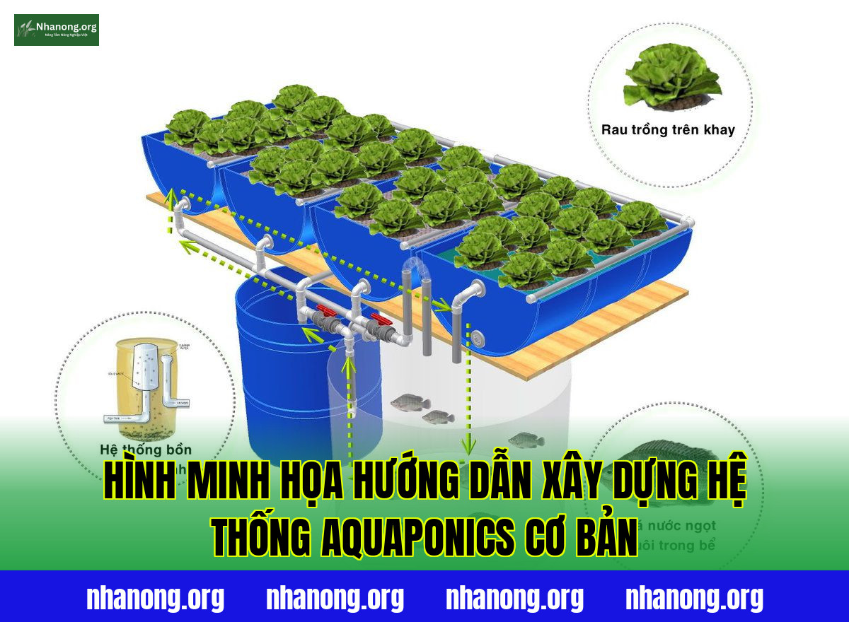 Hình minh họa hướng dẫn xây dựng hệ thống aquaponics cơ bản