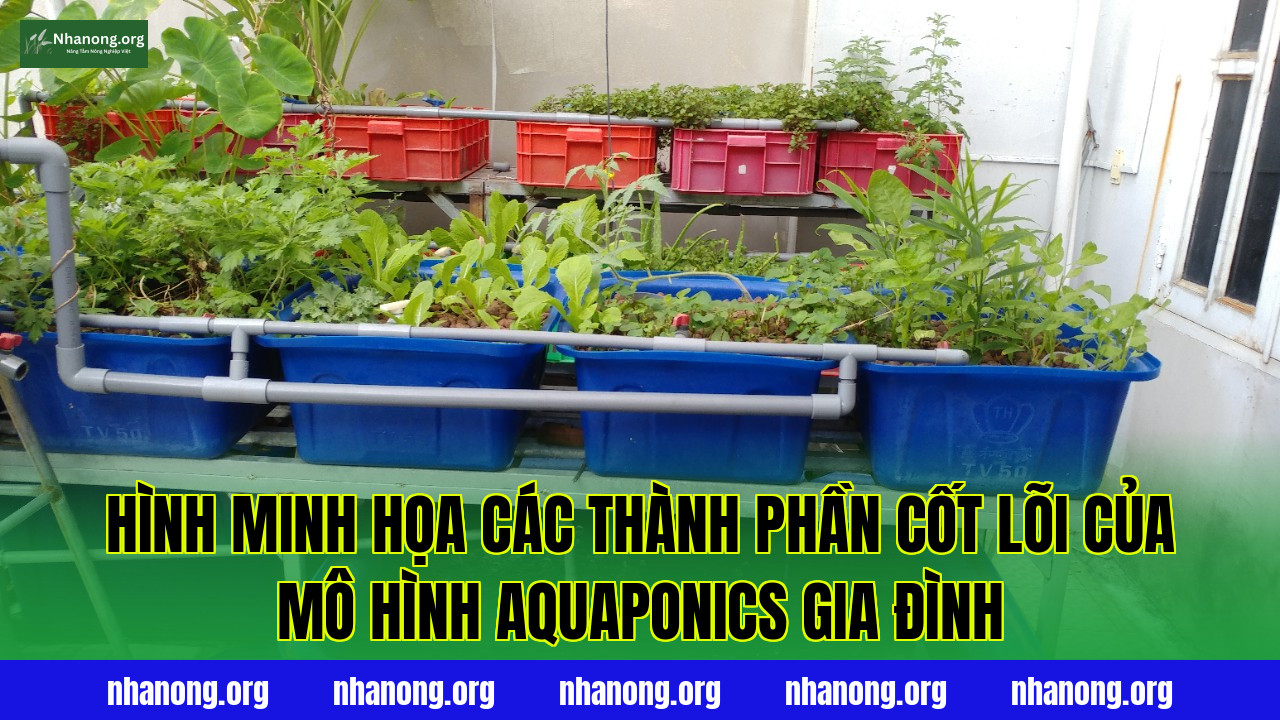 Hình minh họa các thành phần cốt lõi của mô hình Aquaponics gia đình