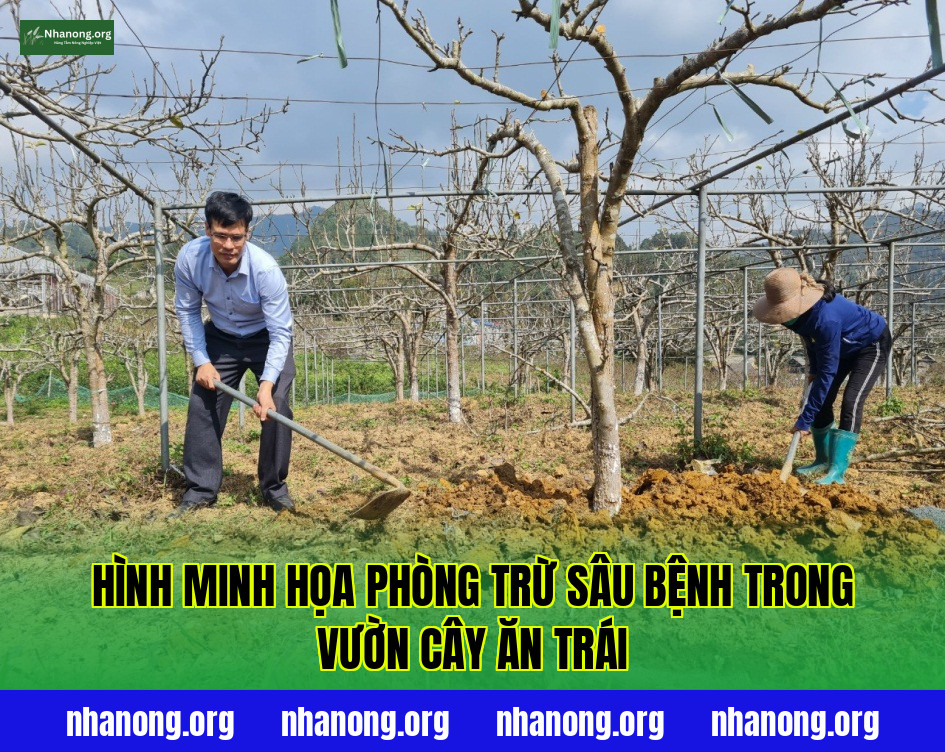 Hình minh họa phòng trừ sâu bệnh trong vườn cây ăn trái