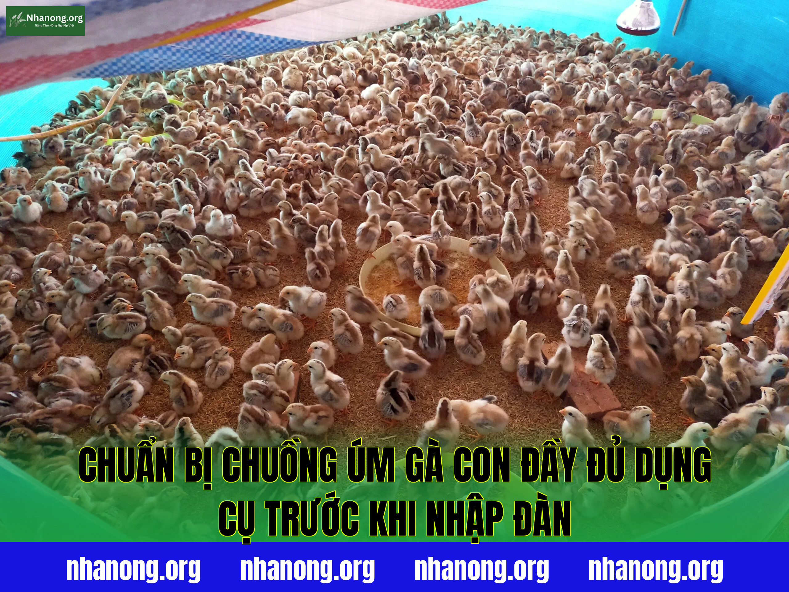 Chuẩn bị chuồng úm gà con đầy đủ dụng cụ trước khi nhập đàn