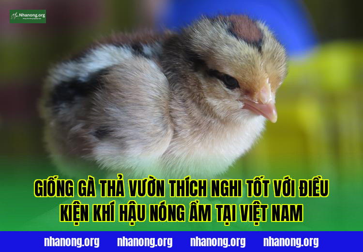Giống gà thả vườn thích nghi tốt với điều kiện khí hậu nóng ẩm tại Việt Nam