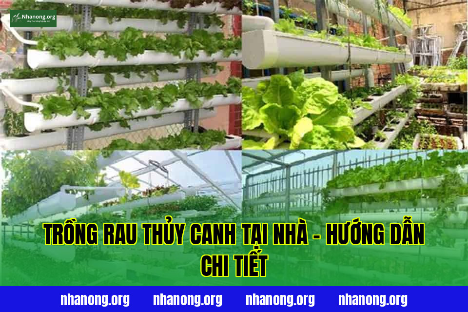 Trồng Rau Thủy Canh Tại Nhà – Hướng Dẫn Chi Tiết