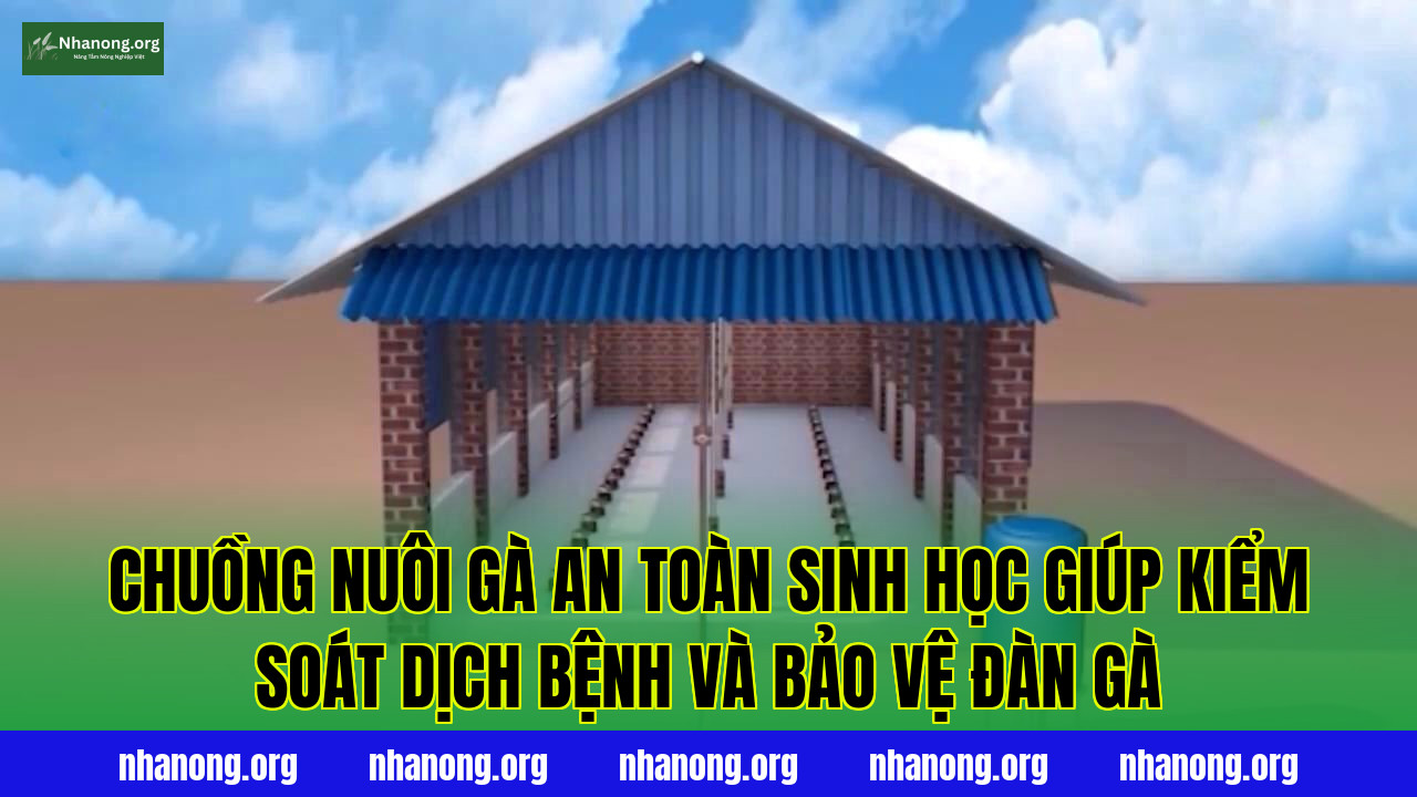 Chuồng nuôi gà an toàn sinh học giúp kiểm soát dịch bệnh và bảo vệ đàn gà