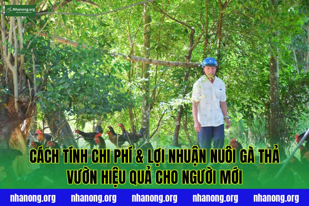 Cách Tính Chi Phí và Lợi Nhuận Nuôi Gà Thả Vườn Hiệu Quả Cho Người Mới