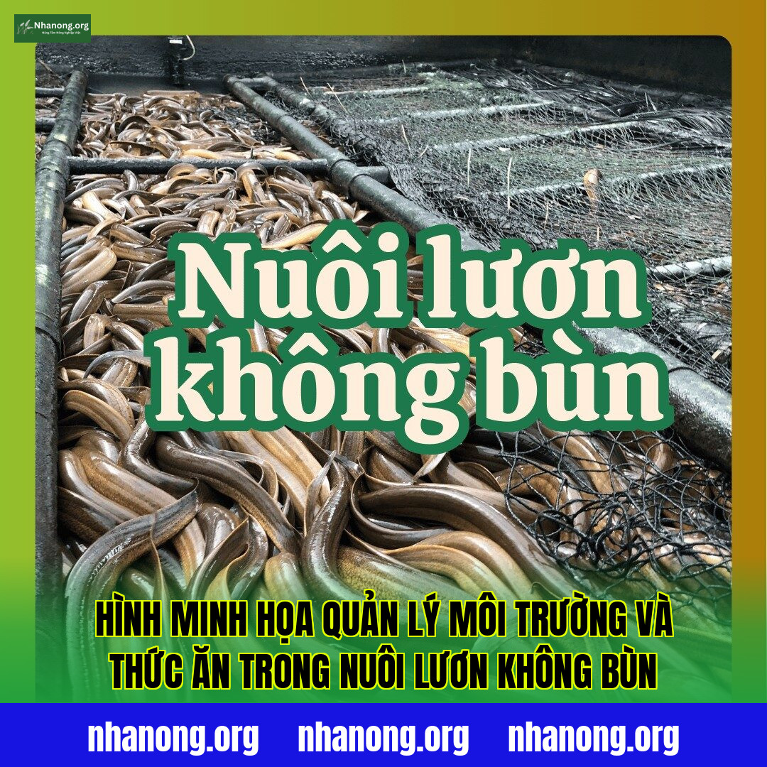 Hình minh họa quản lý môi trường và thức ăn trong nuôi lươn không bùn