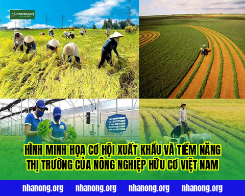 Hình minh họa cơ hội xuất khẩu và tiềm năng thị trường của nông nghiệp hữu cơ Việt Nam