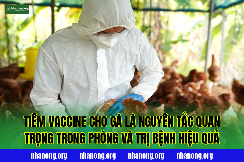 Tiêm vaccine cho gà là nguyên tắc quan trọng trong phòng và trị bệnh hiệu quả