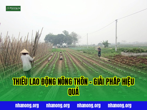 Thiếu Lao Động Nông Thôn – Giải Pháp Hiệu Quả