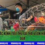 Các Kênh Tiêu Thụ Gà Thả Vườn Hiệu Quả