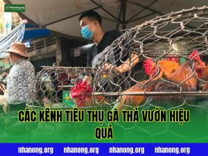 Các Kênh Tiêu Thụ Gà Thả Vườn Hiệu Quả