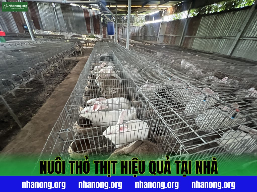 Nuôi Thỏ Thịt Hiệu Quả Tại Nhà