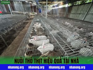 Nuôi Thỏ Thịt Hiệu Quả Tại Nhà