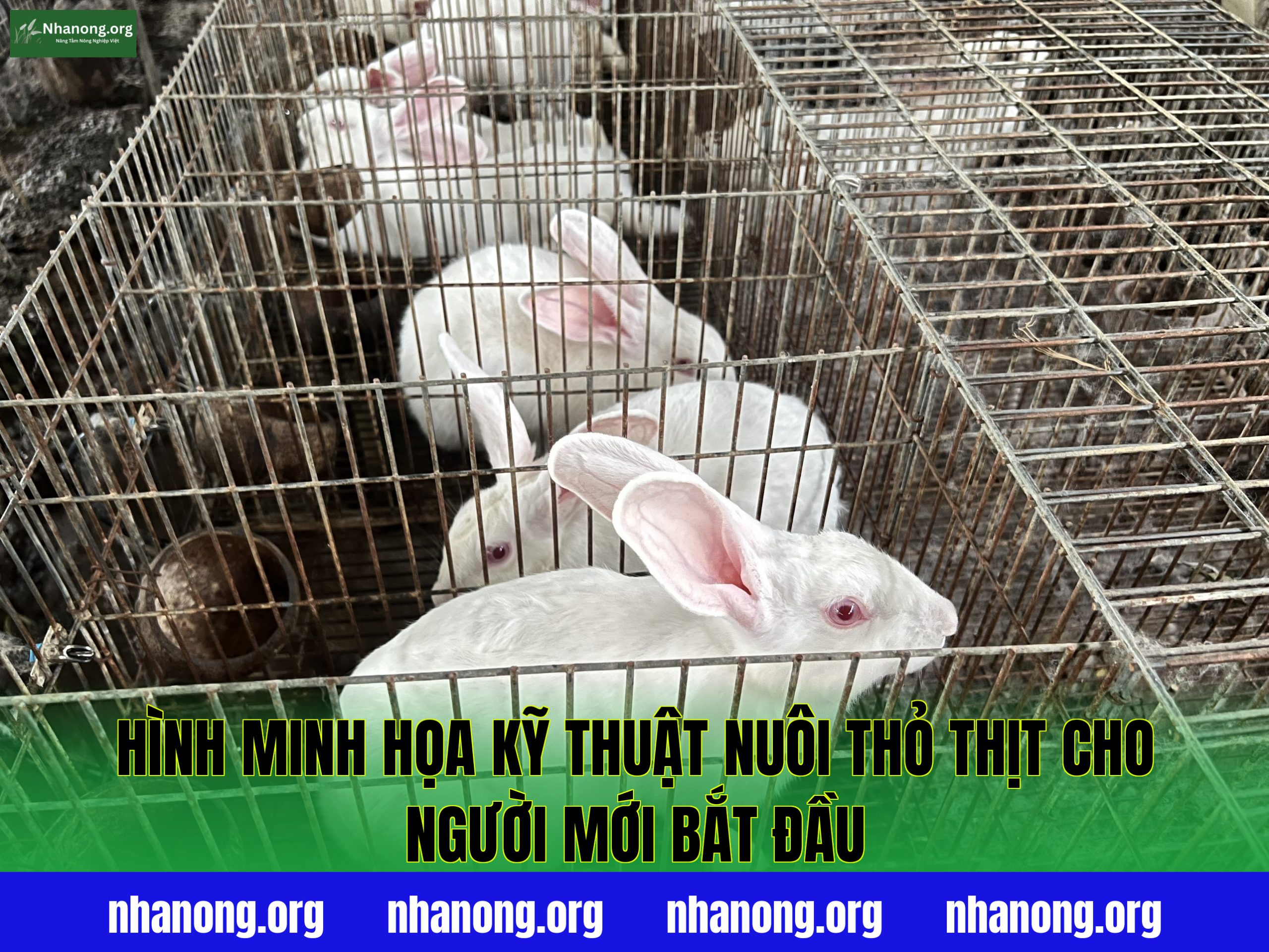 Hình minh họa kỹ thuật nuôi thỏ thịt cho người mới bắt đầu