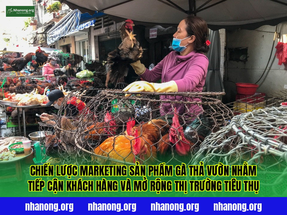 Chiến lược marketing sản phẩm gà thả vườn nhằm tiếp cận khách hàng và mở rộng thị trường tiêu thụ