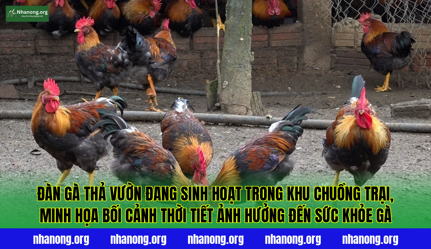 Đàn gà thả vườn đang sinh hoạt trong khu chuồng trại, minh họa bối cảnh thời tiết ảnh hưởng đến sức khỏe gà